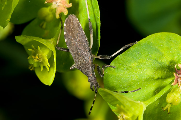 Coreidae?No: Stenocephalidae